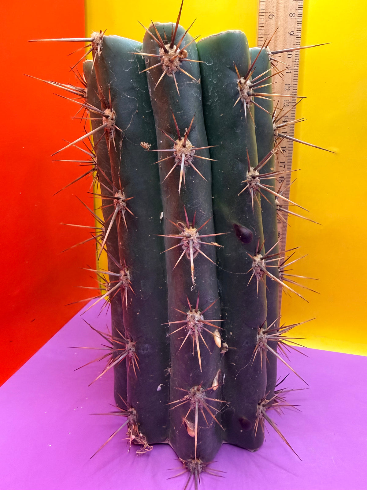 Trichocereus Tacaquirensis 🌶️🌶️