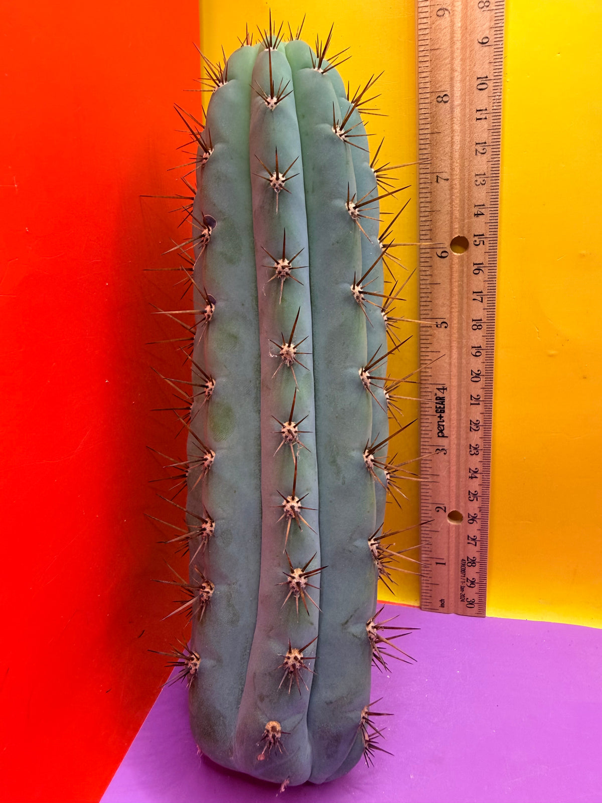 Serra blue