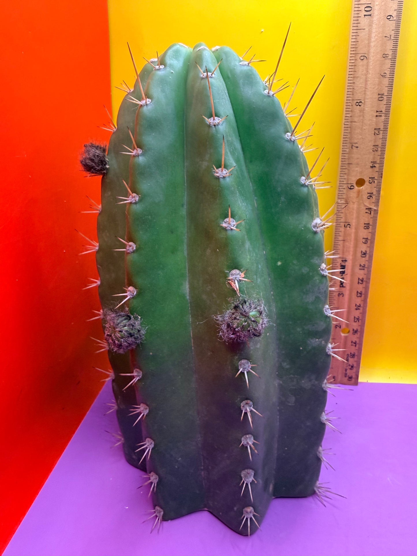 CACTO HEBRIDO with Flower Buds over 4.5” THIC !