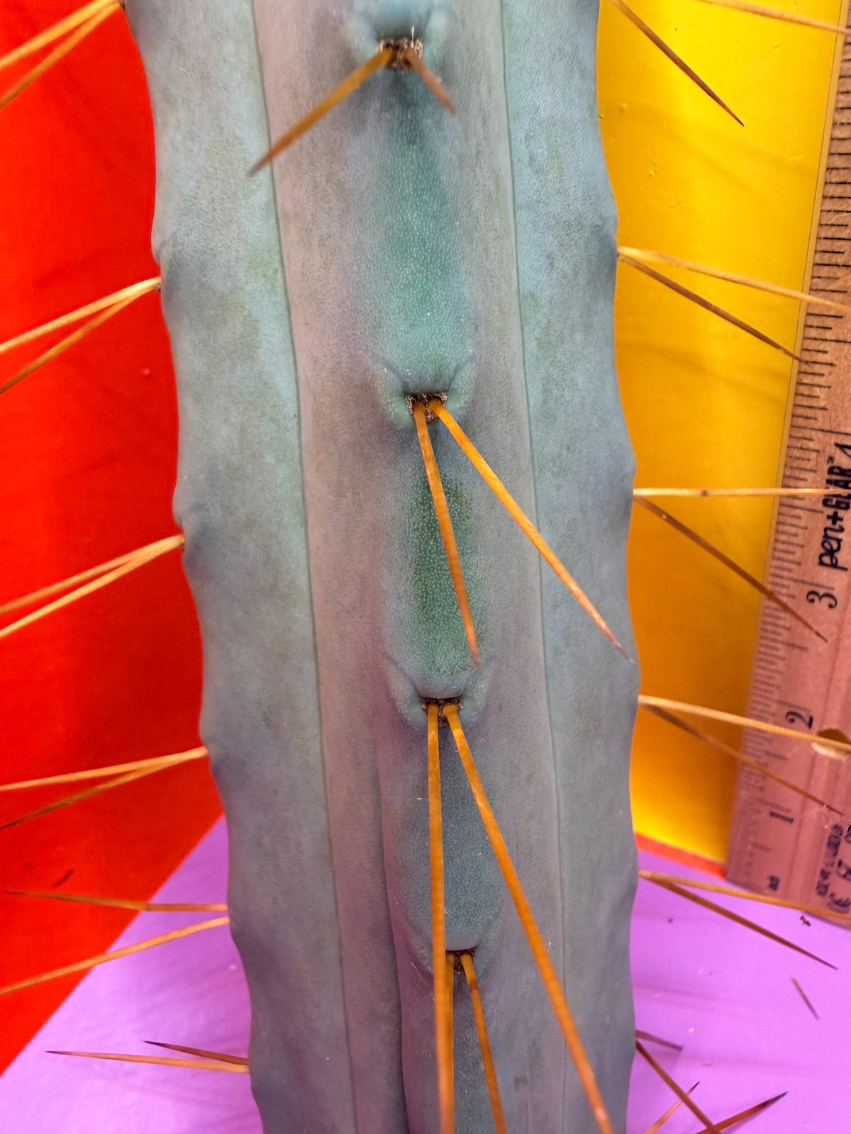 Jiimz Twin spine 4 wind - this exact one pictured