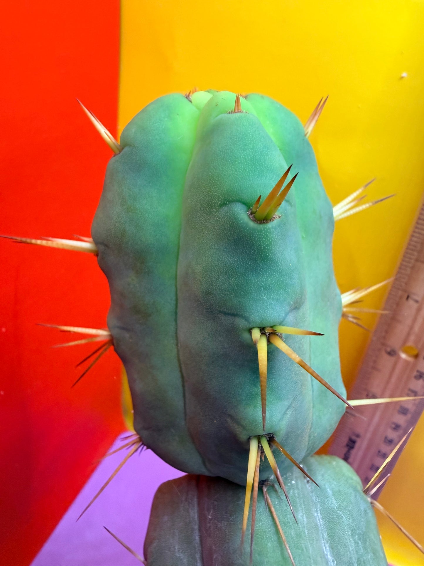“Jimzz twin spines” 4 winds grafted cactus