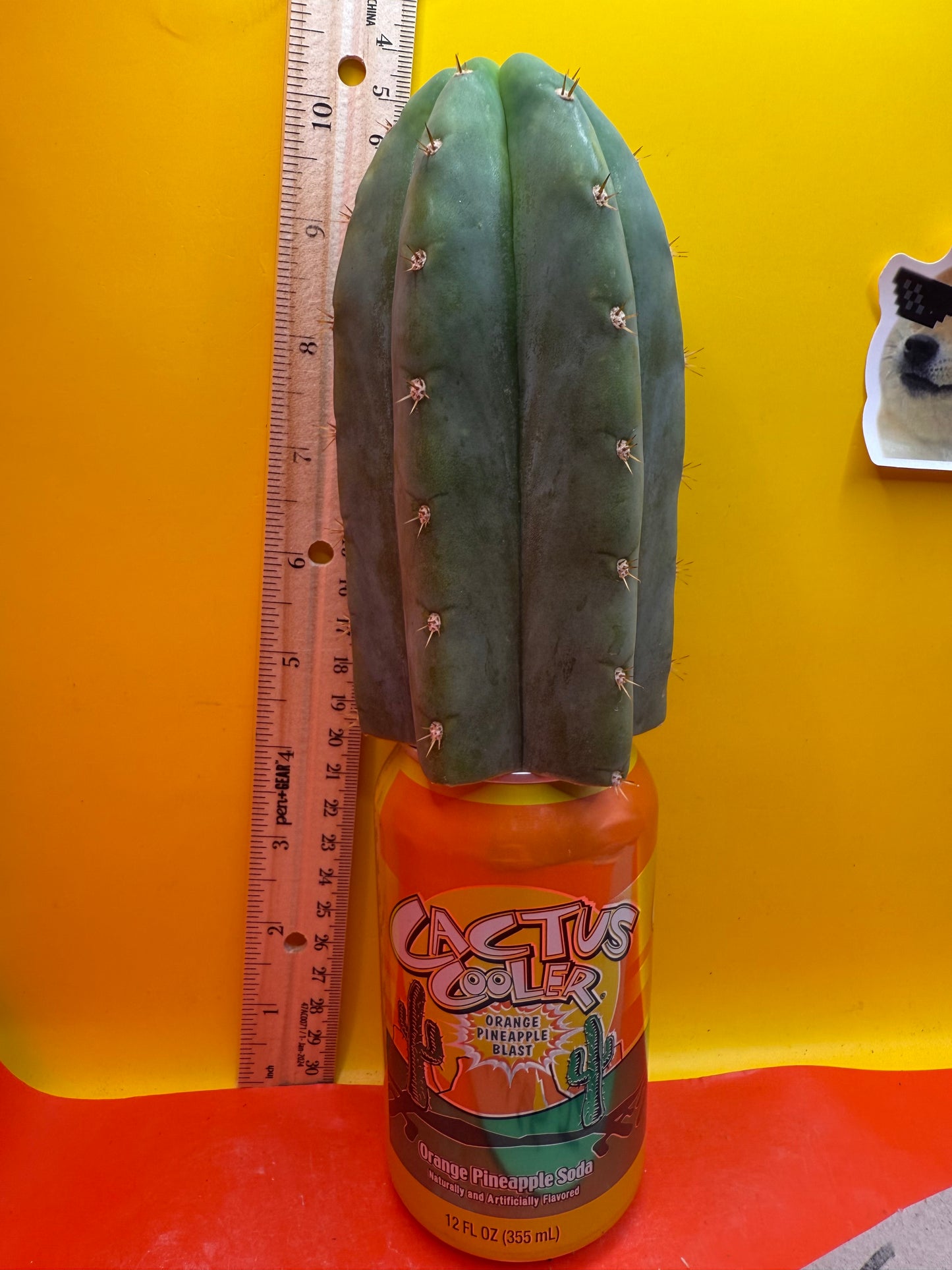 Jacks Juuls JJ  O.P. “Type-A” cactus cutting JJOP