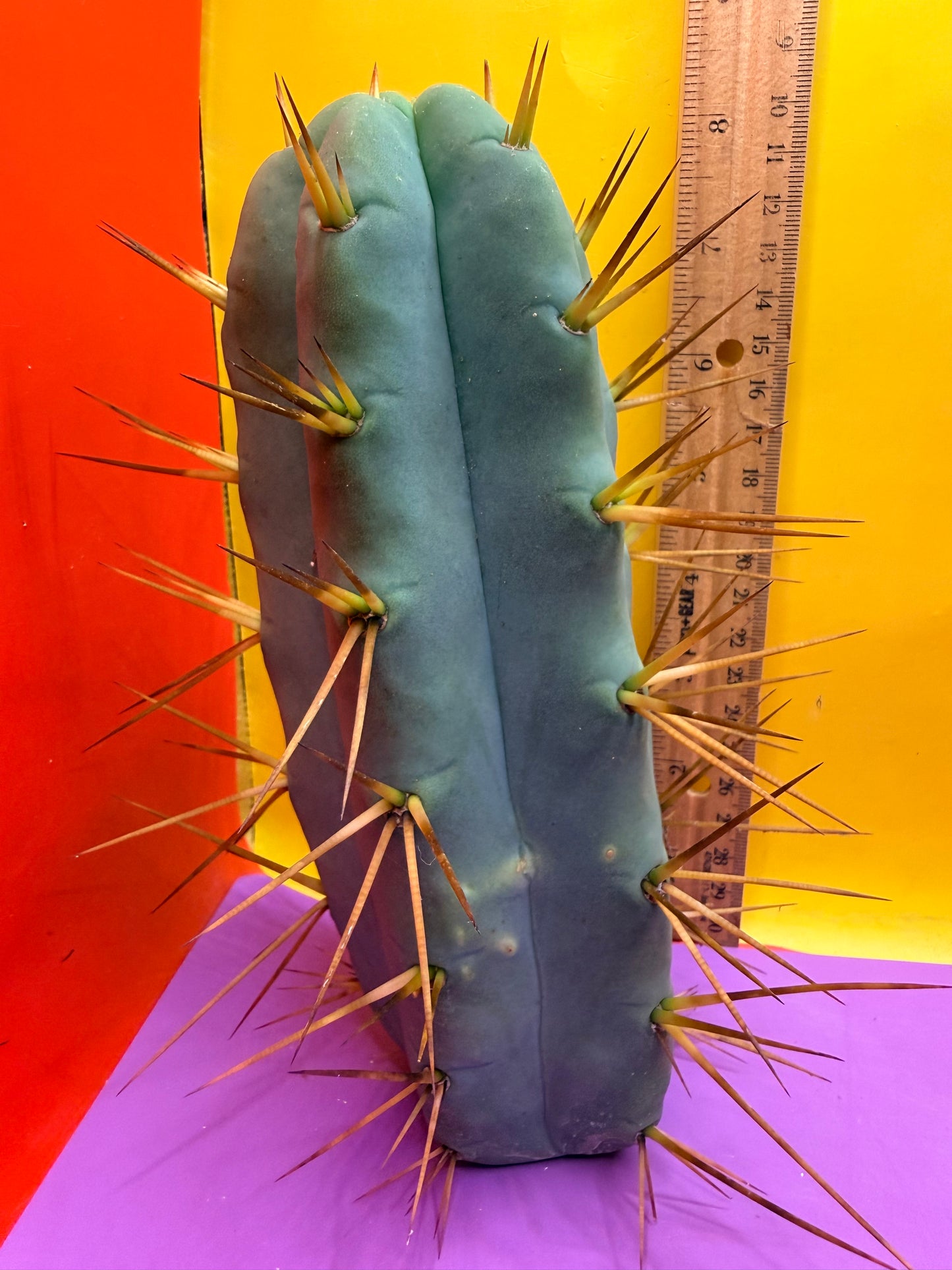 Thic Jiimz Twin Spine !