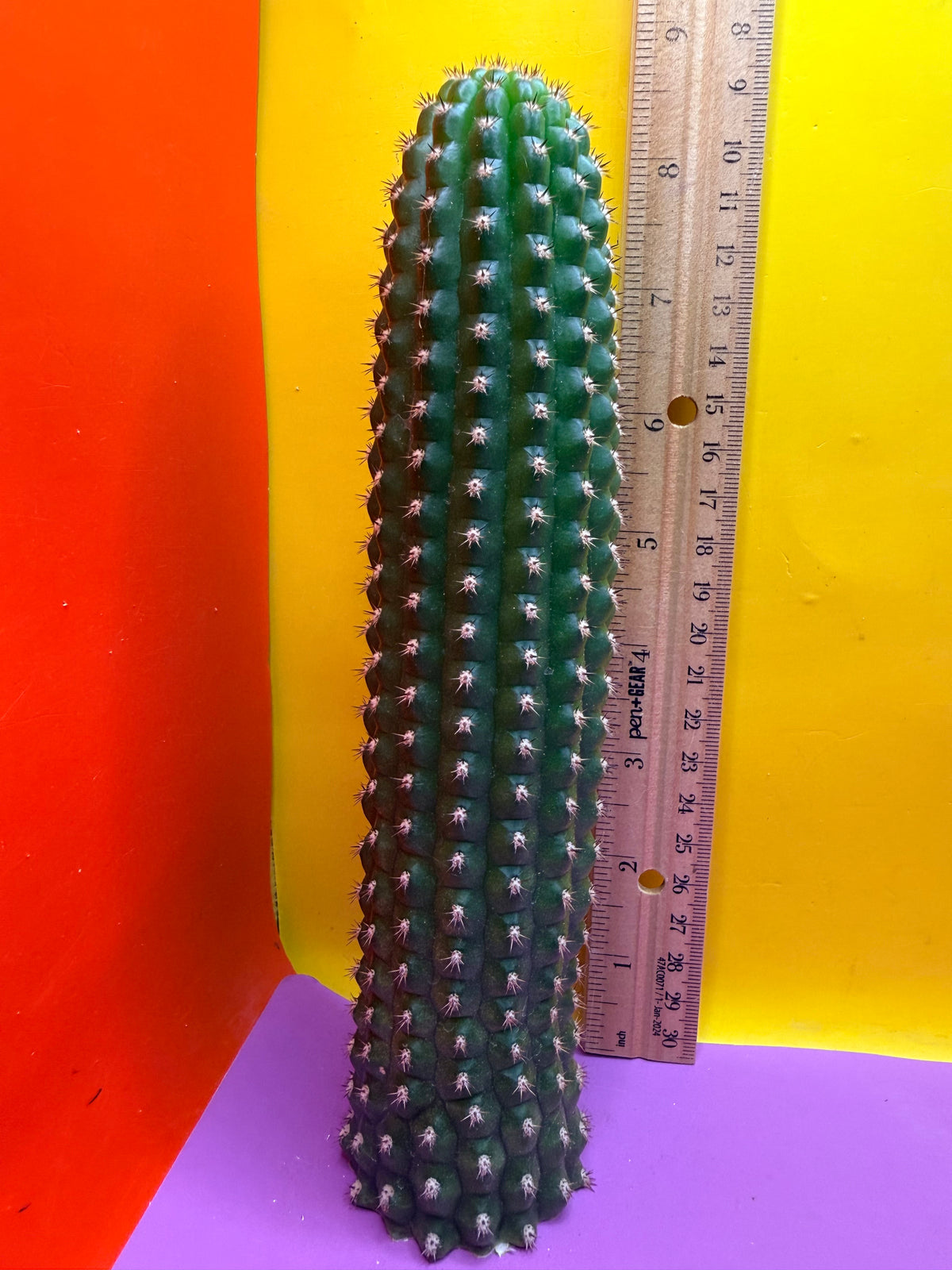 Trichocereus Brevispinulosus