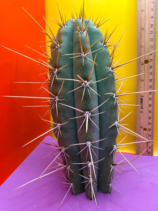 “SWAMP THING” trichocereus