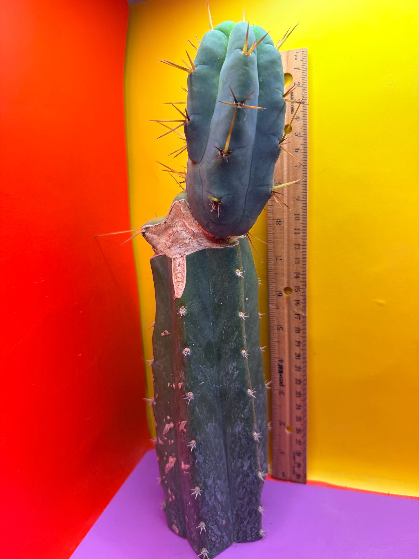 Grafted El Serpieñté