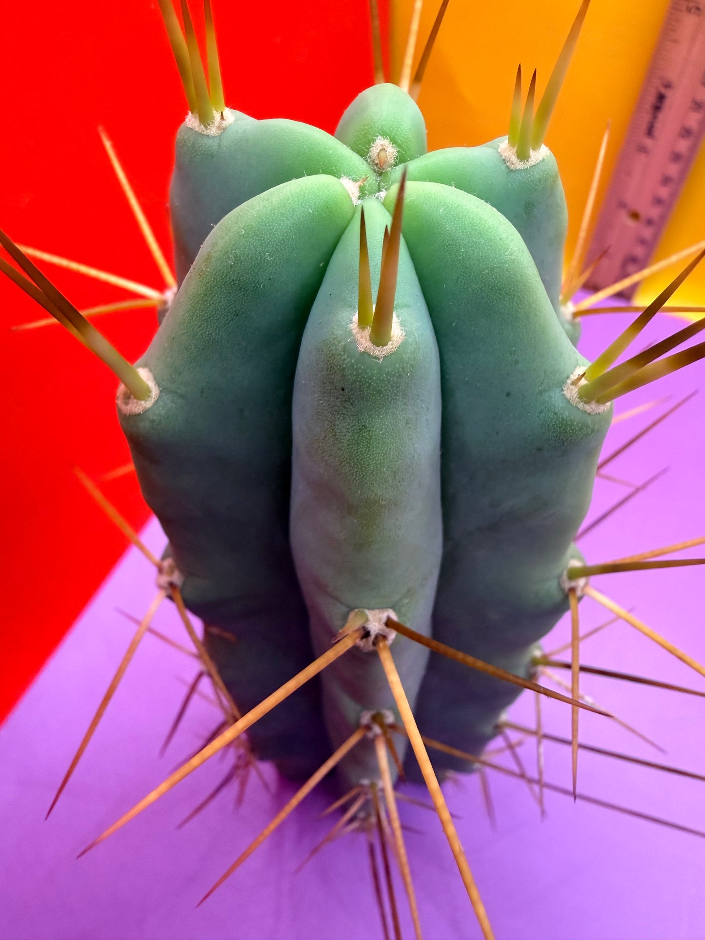 Reverted PENiSCACTUS !!! Longform tbmA