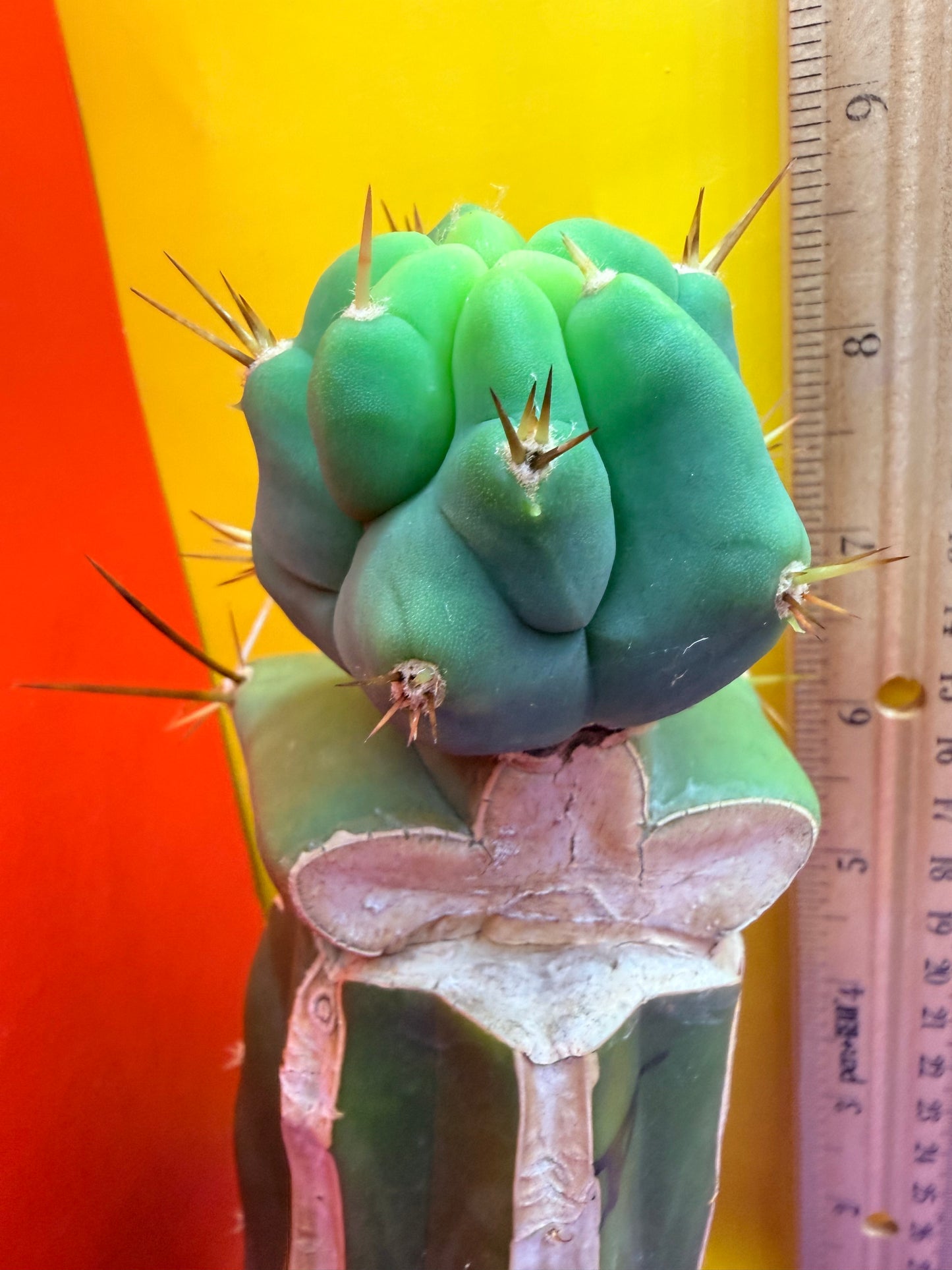 Reverted TBM A Graft