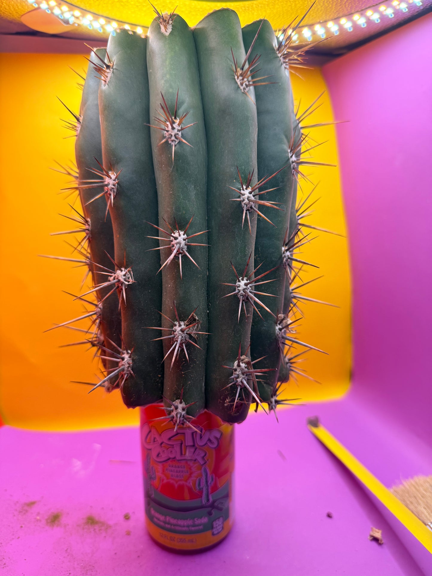 Trichocereus Tacaquirensis 🌶️🌶️
