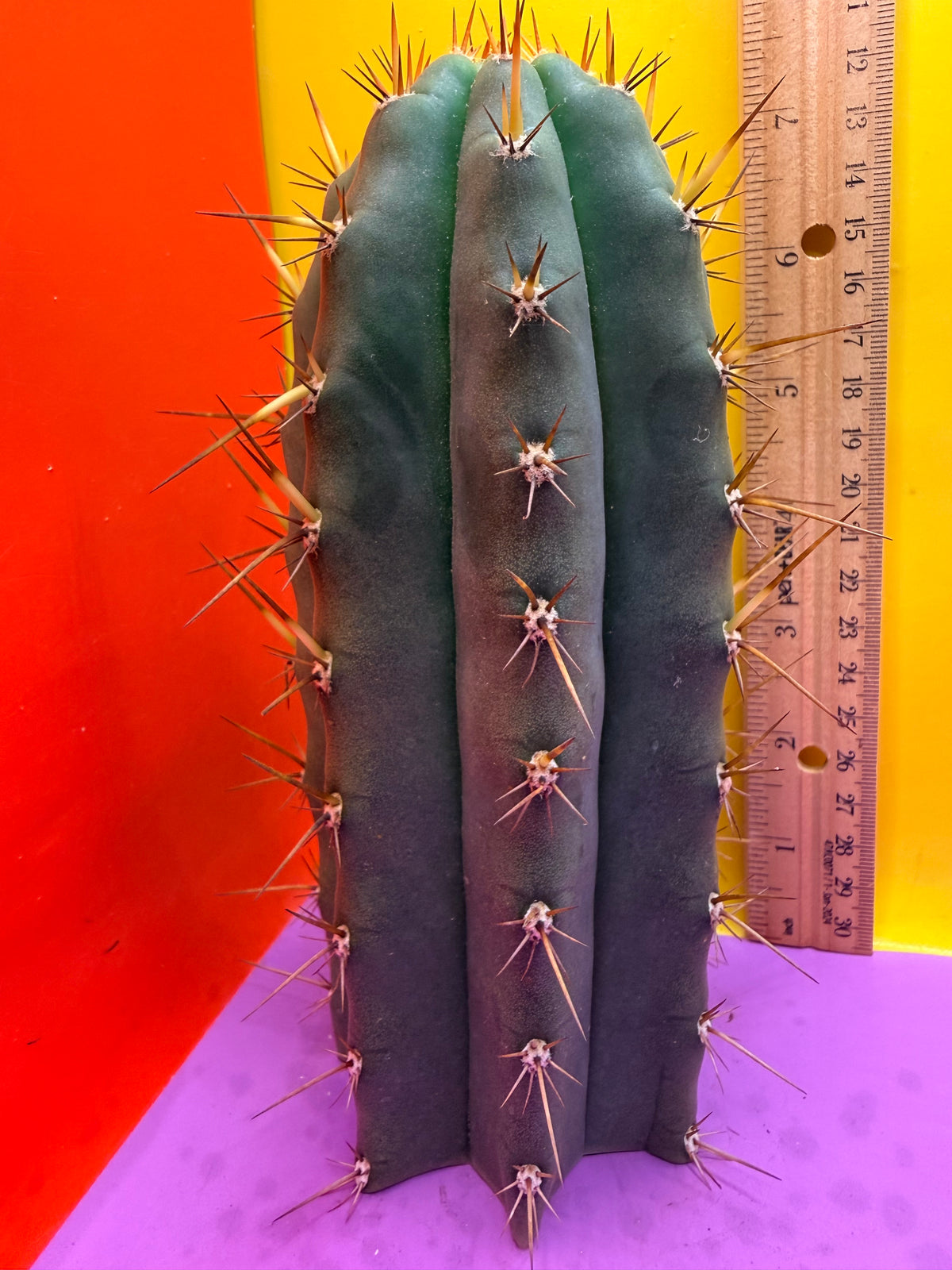 “RC’s T.P. 🧻”  trichocereus peruvianus !!