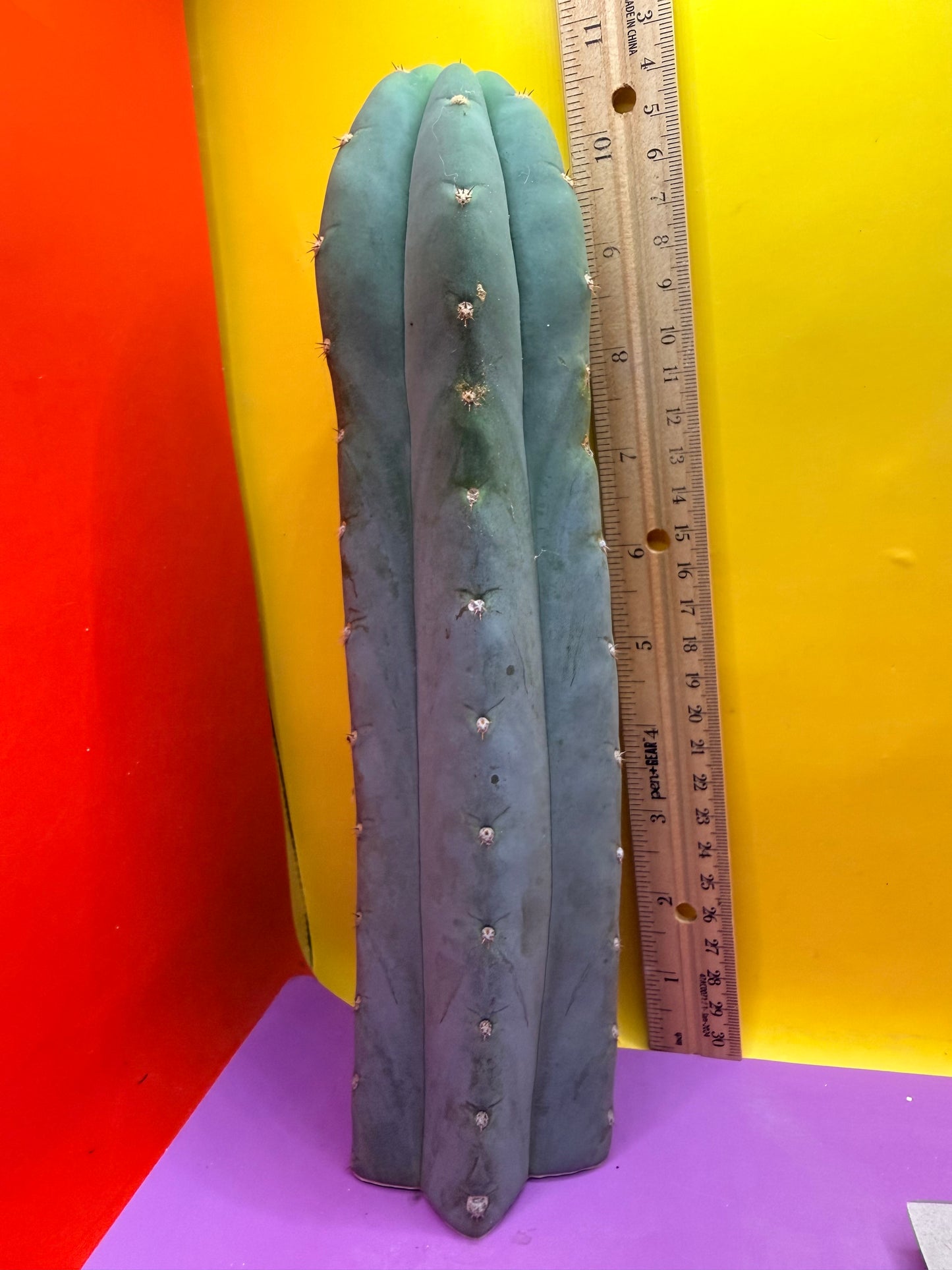 BLUE JUULES GIANT !