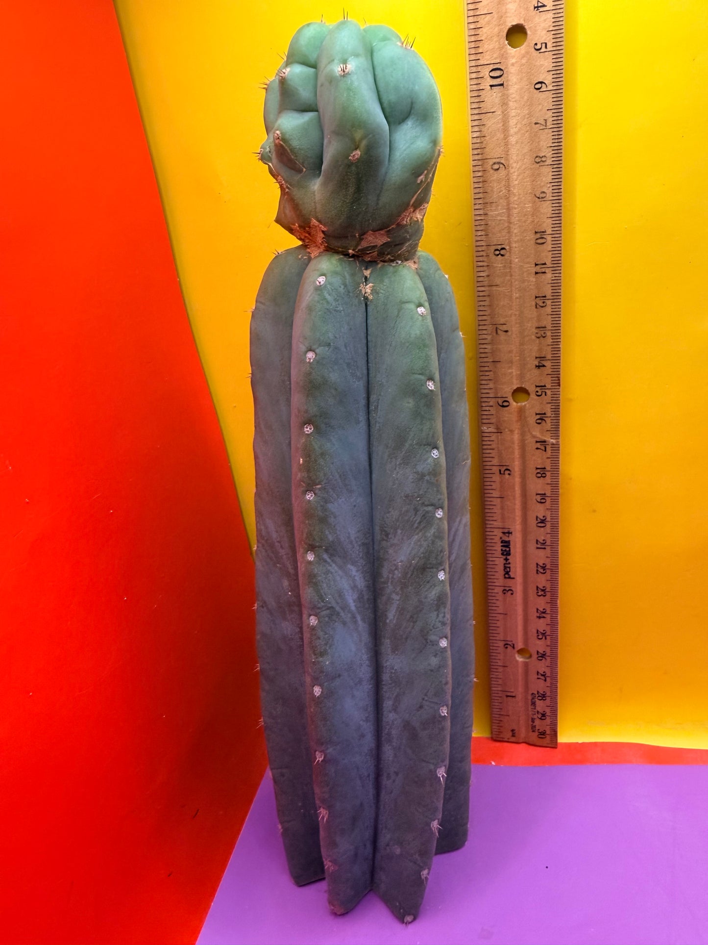 “CAHUILLA” !
