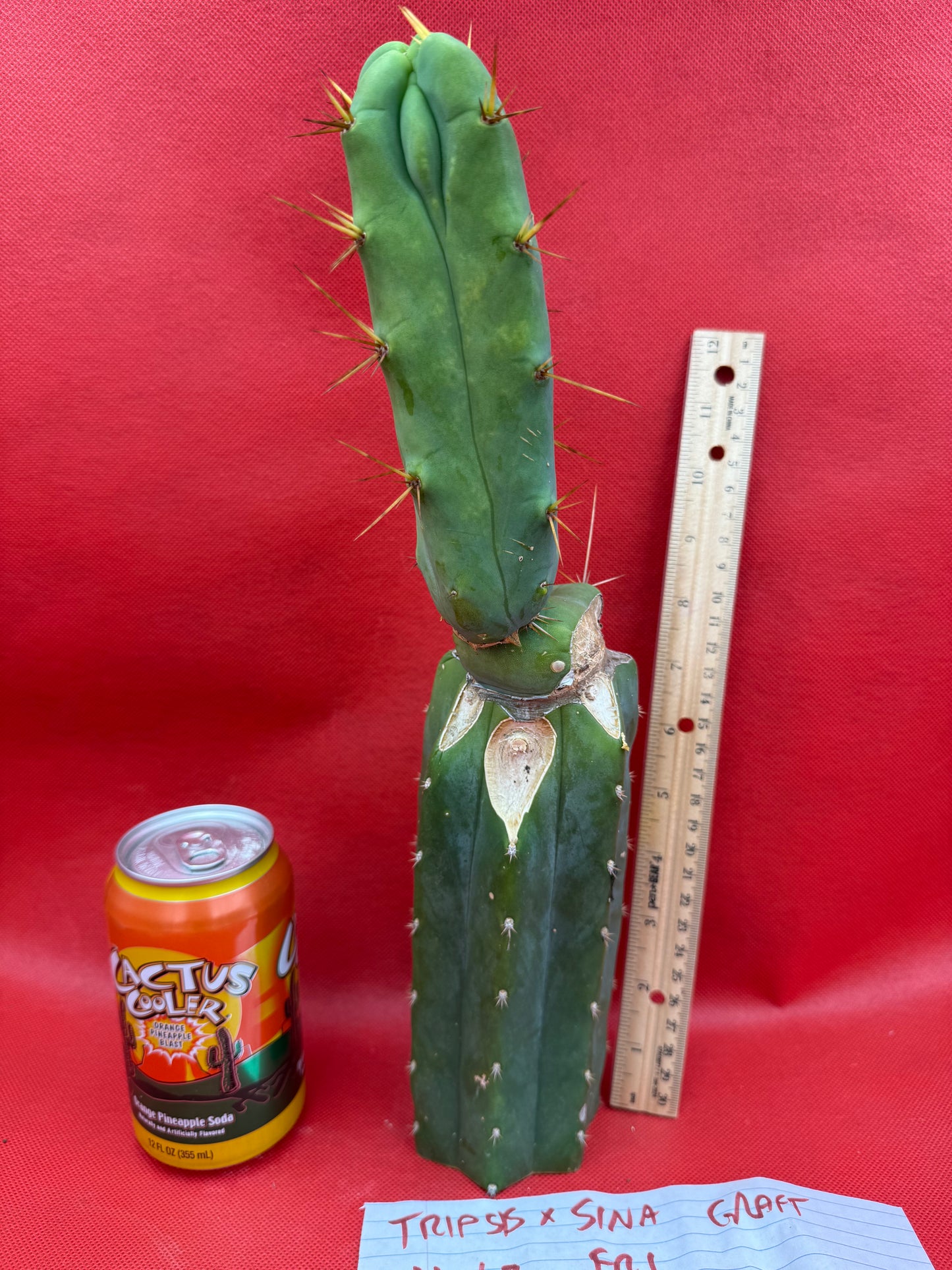 Essedon x Sina Graft , 4 winds !
