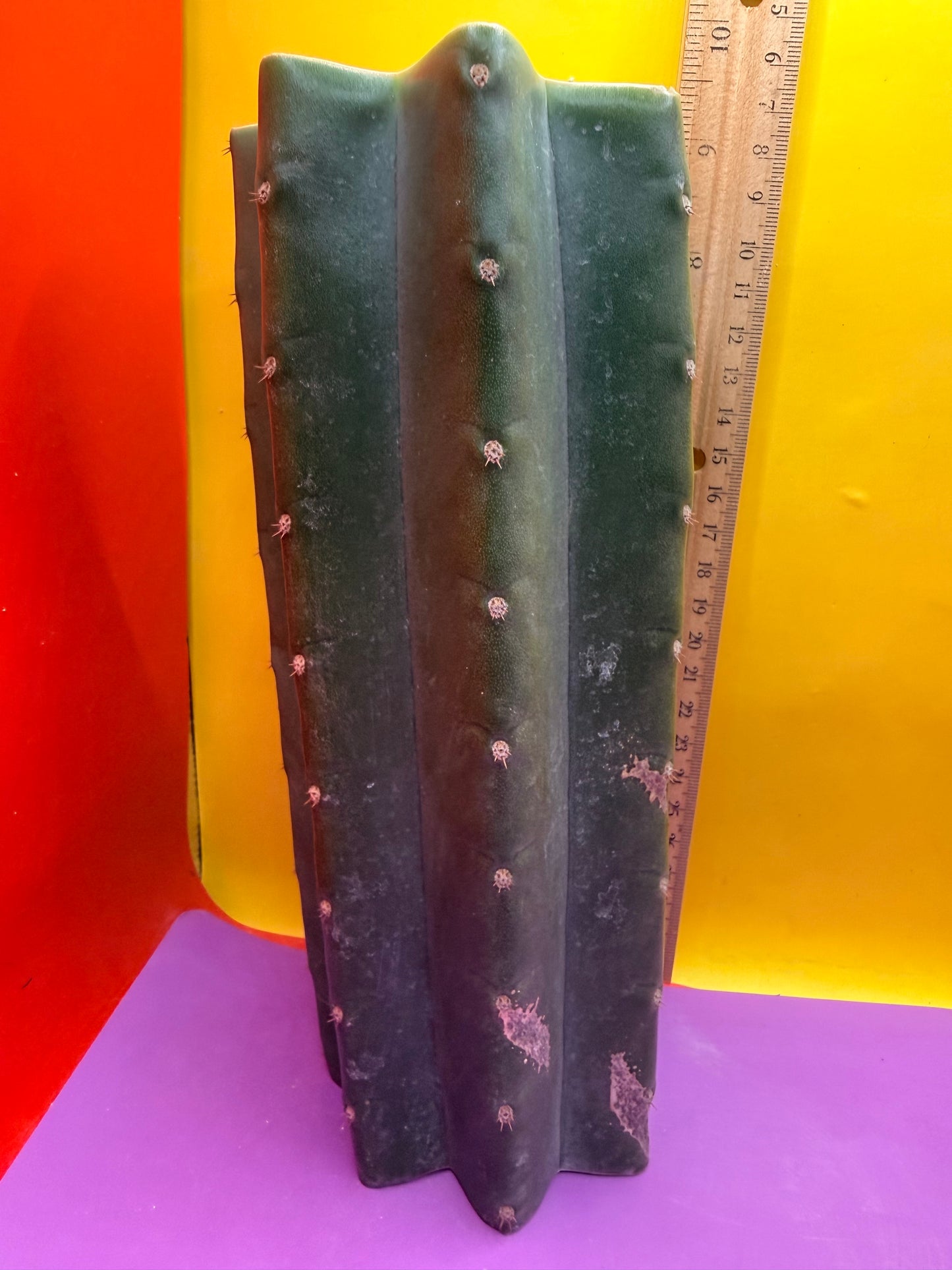 Mature Cahuilla cactus Mid section cutting