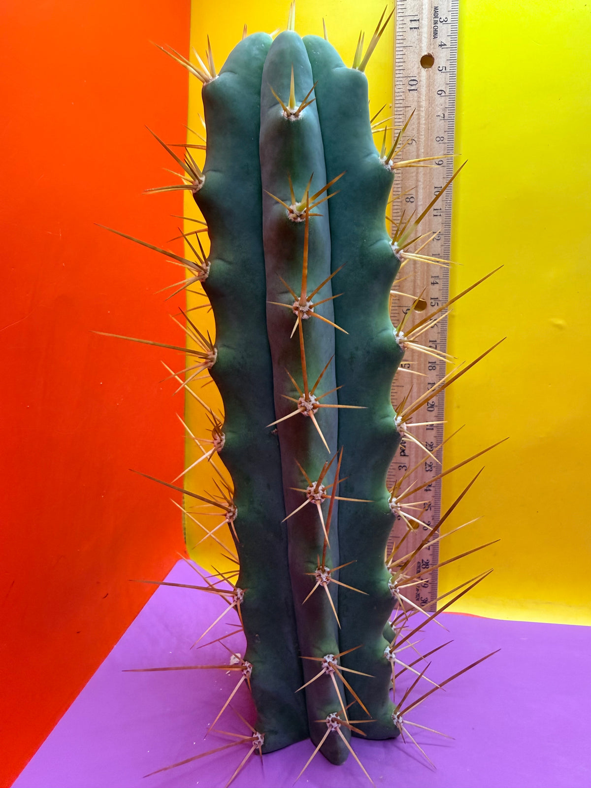 Reverted PENiSCACTUS !!! Longform tbmA