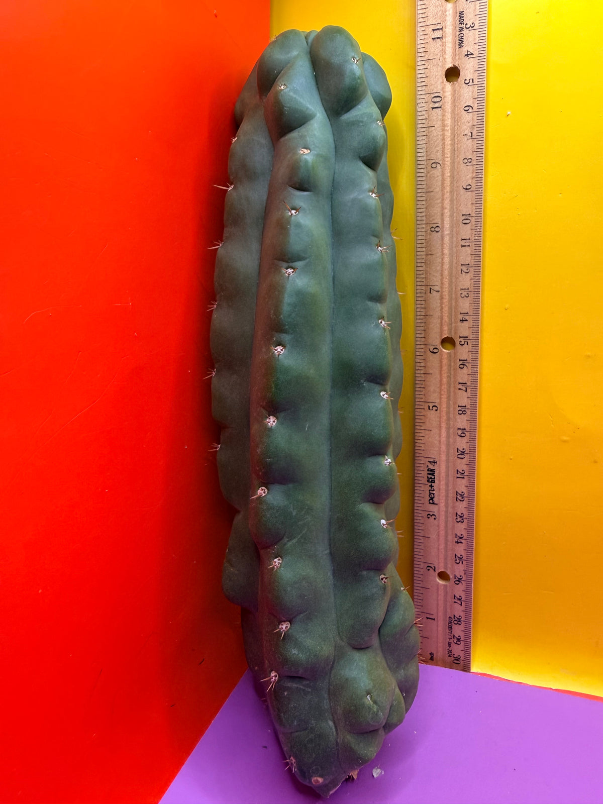 TPM -monstrose San Pedro cactus