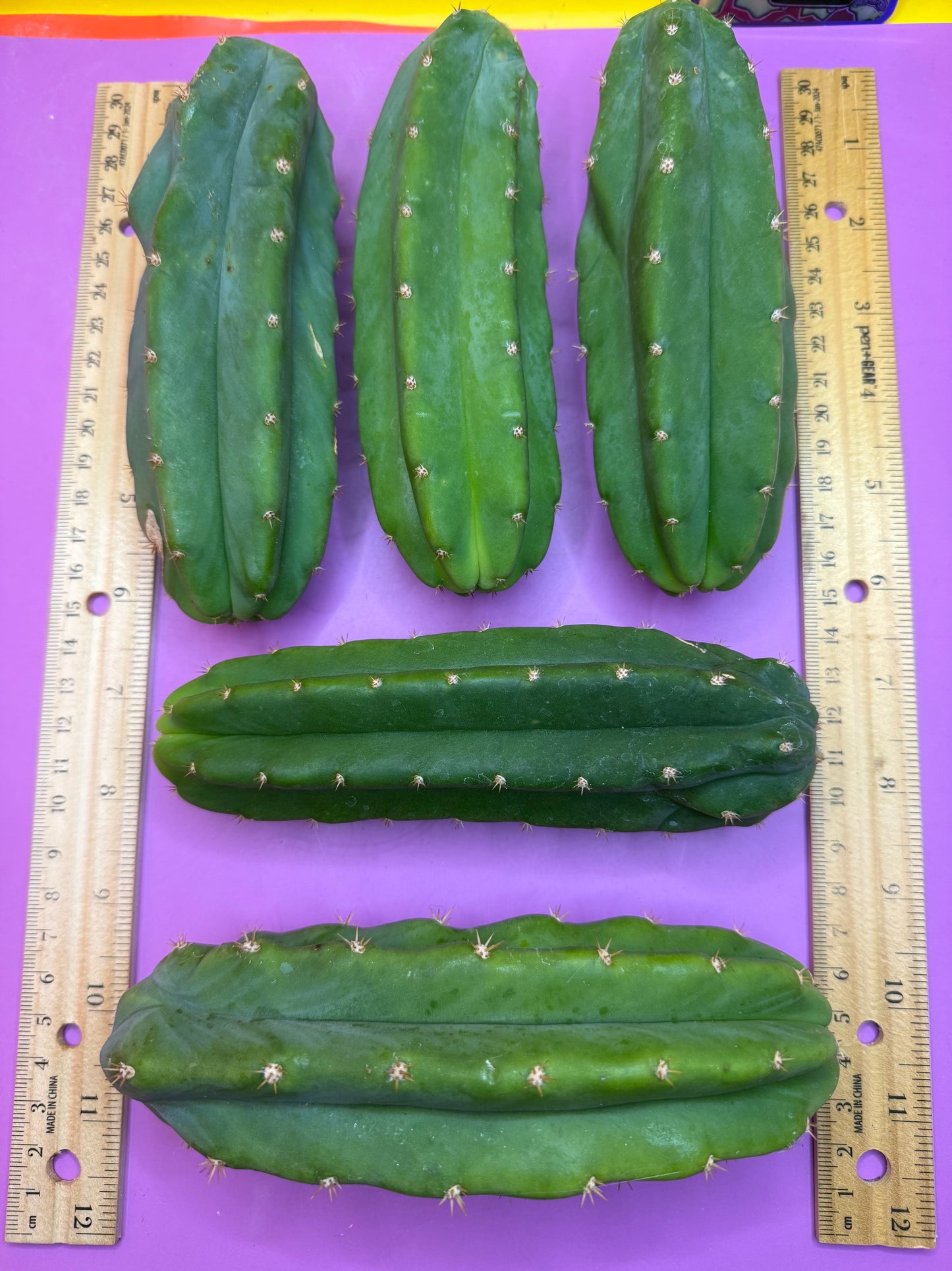 5 san pedro cactus bundle pack !!