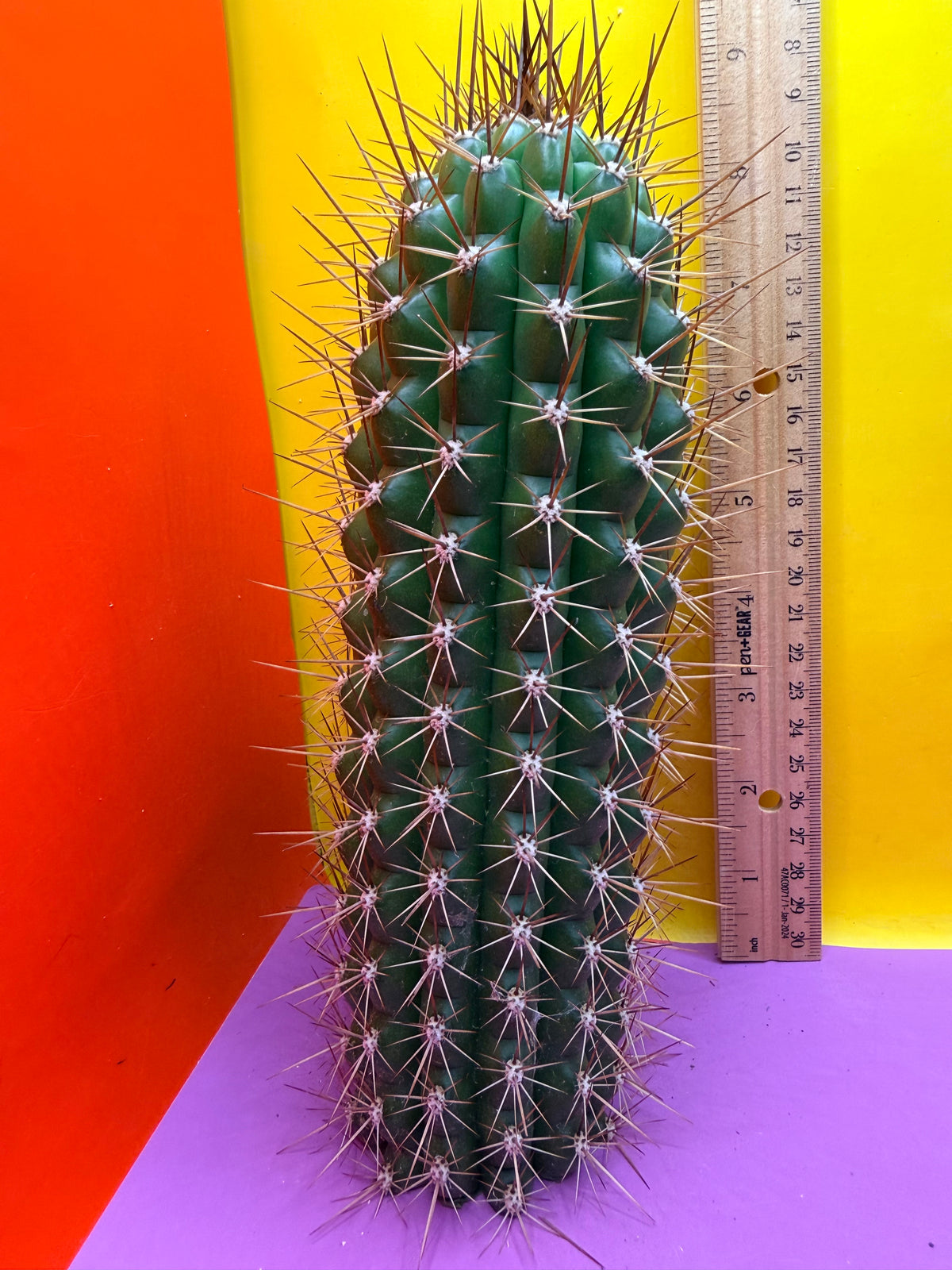 Trichocereus thelegonus