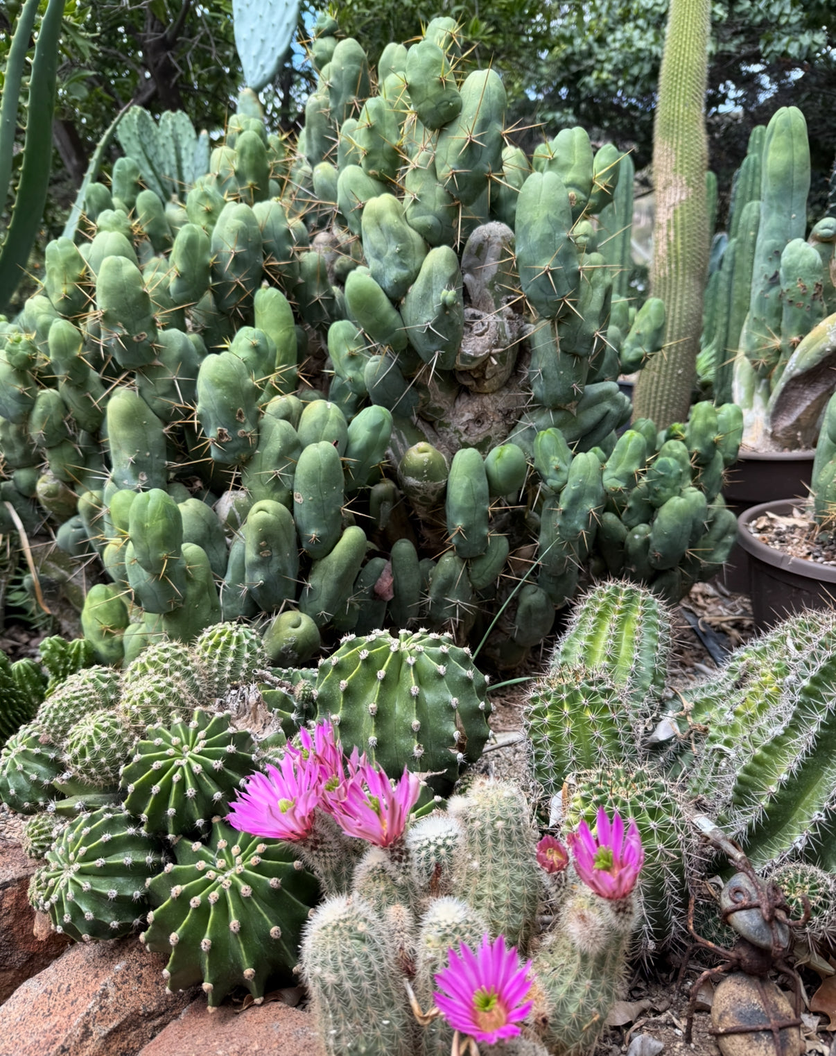 Tbm-b short form TRICHOCEREUS BRIDGESII MONSTROSE