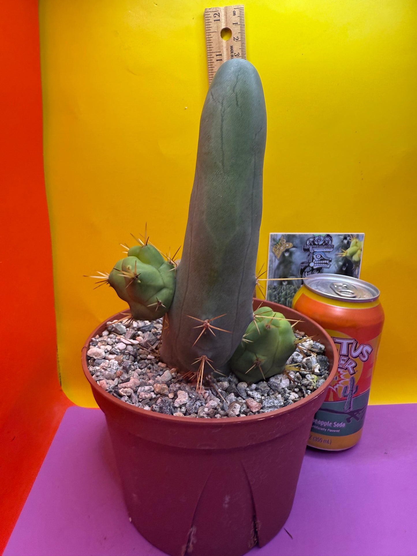 San Pedro Cactus TBM - comes in 6” wide pot !