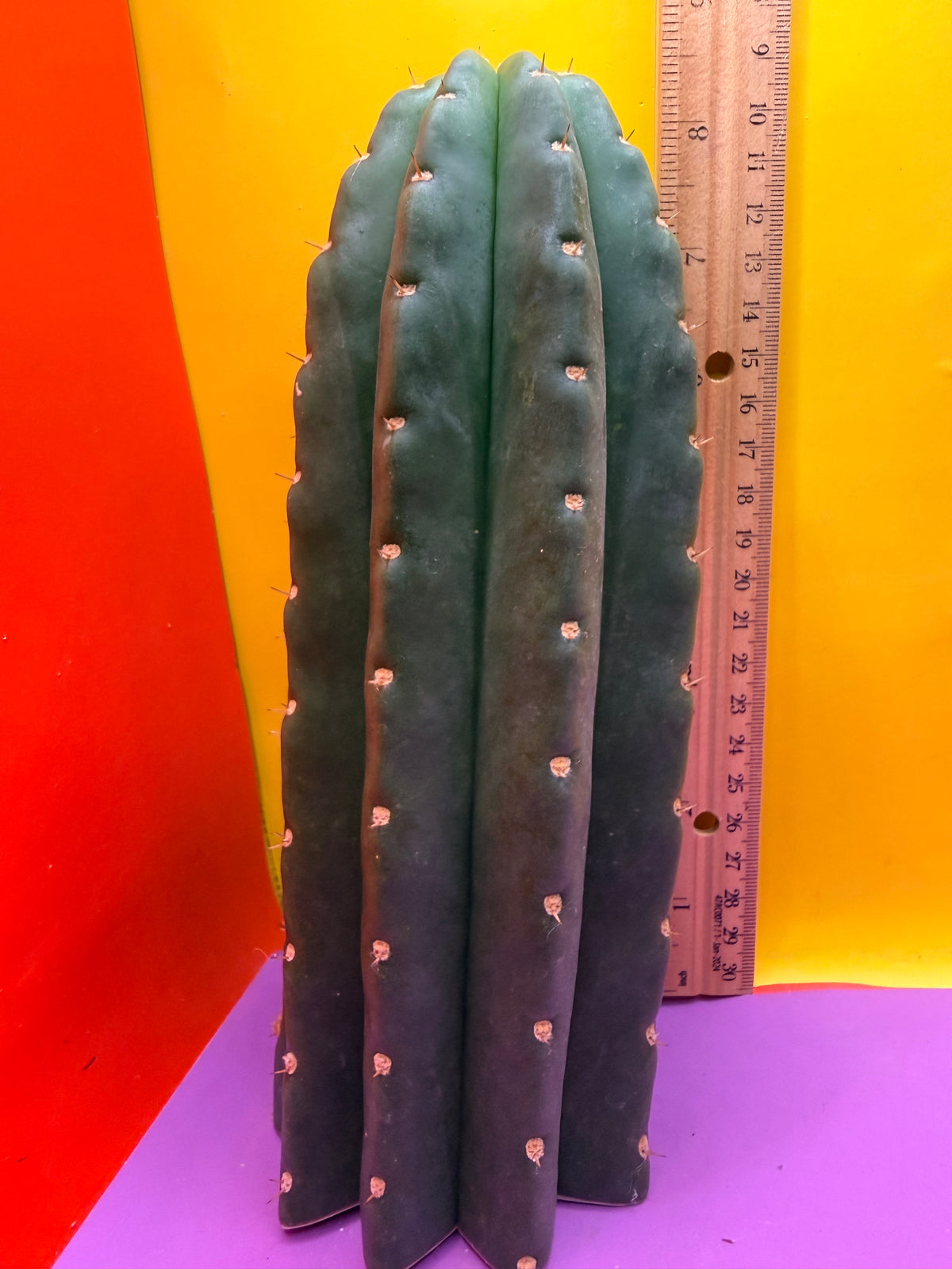 CACTO HEBRIDO over 3” THIC !
