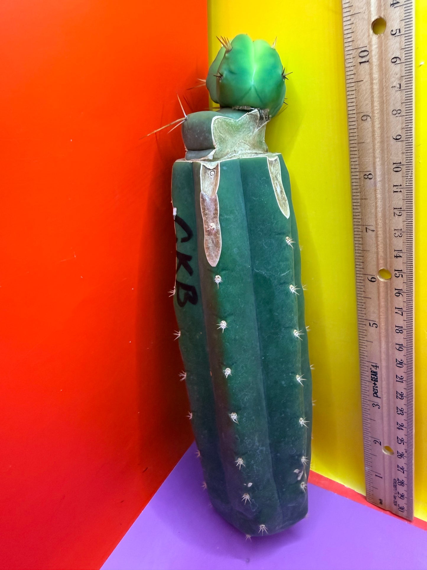 Cactus Kate Bridgesii Graft