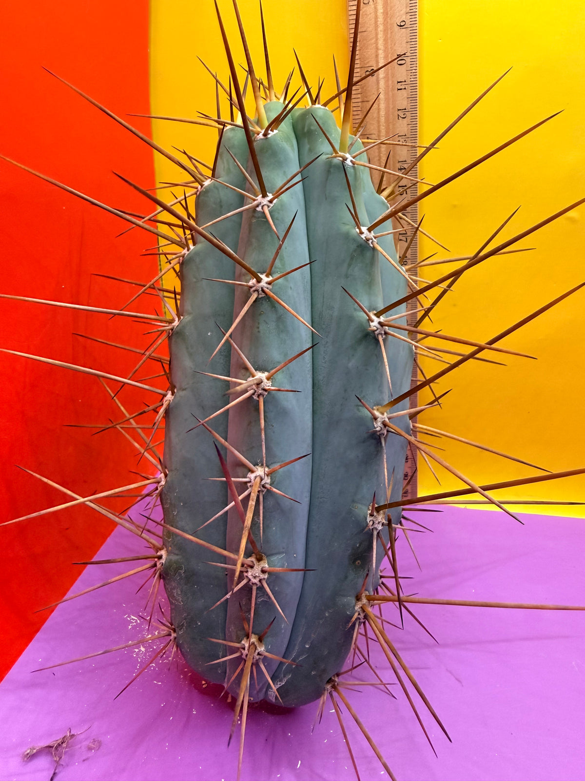 San Pedro Cactus  NOID