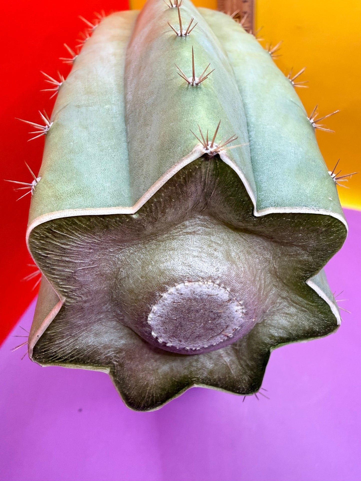Cool San Pedro Cactus !