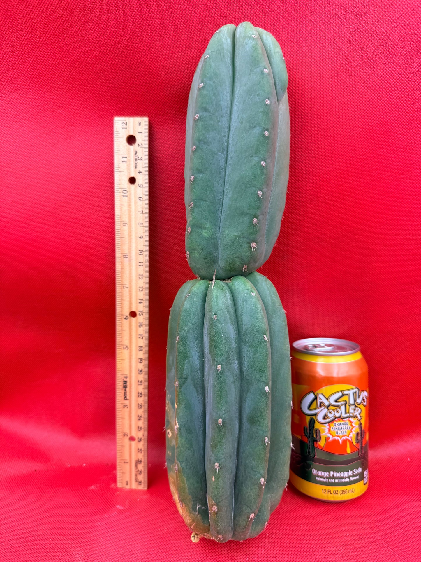 Ribshifting Cahuilla cactus   !