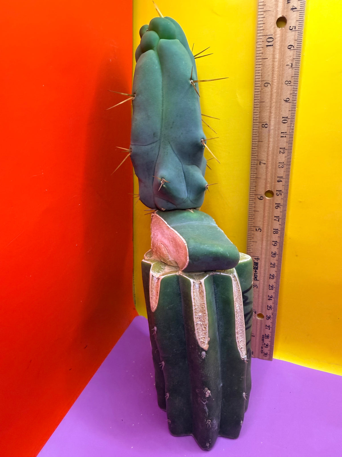 WALTS DRAGON ! 🐉 grafted cactus