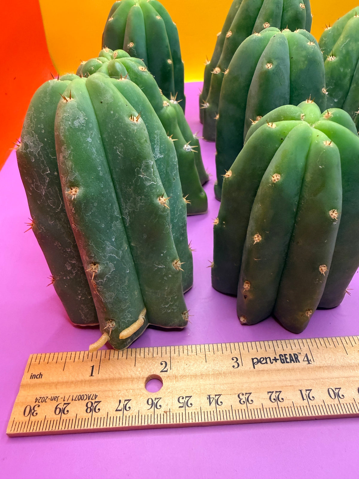 San Pedro cactus tips ! A dozen -12