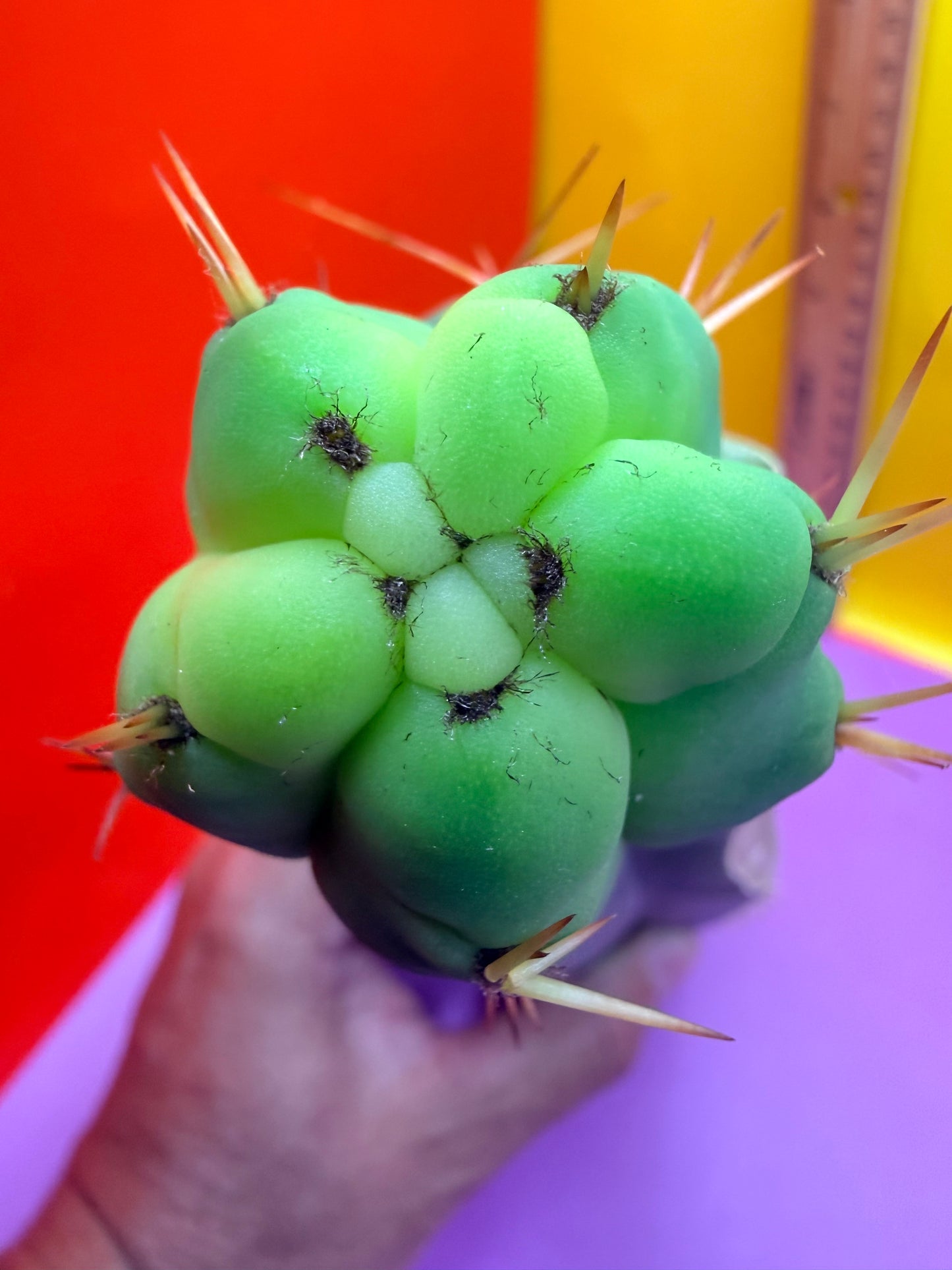 Cactus Kate Bridgesii Graft