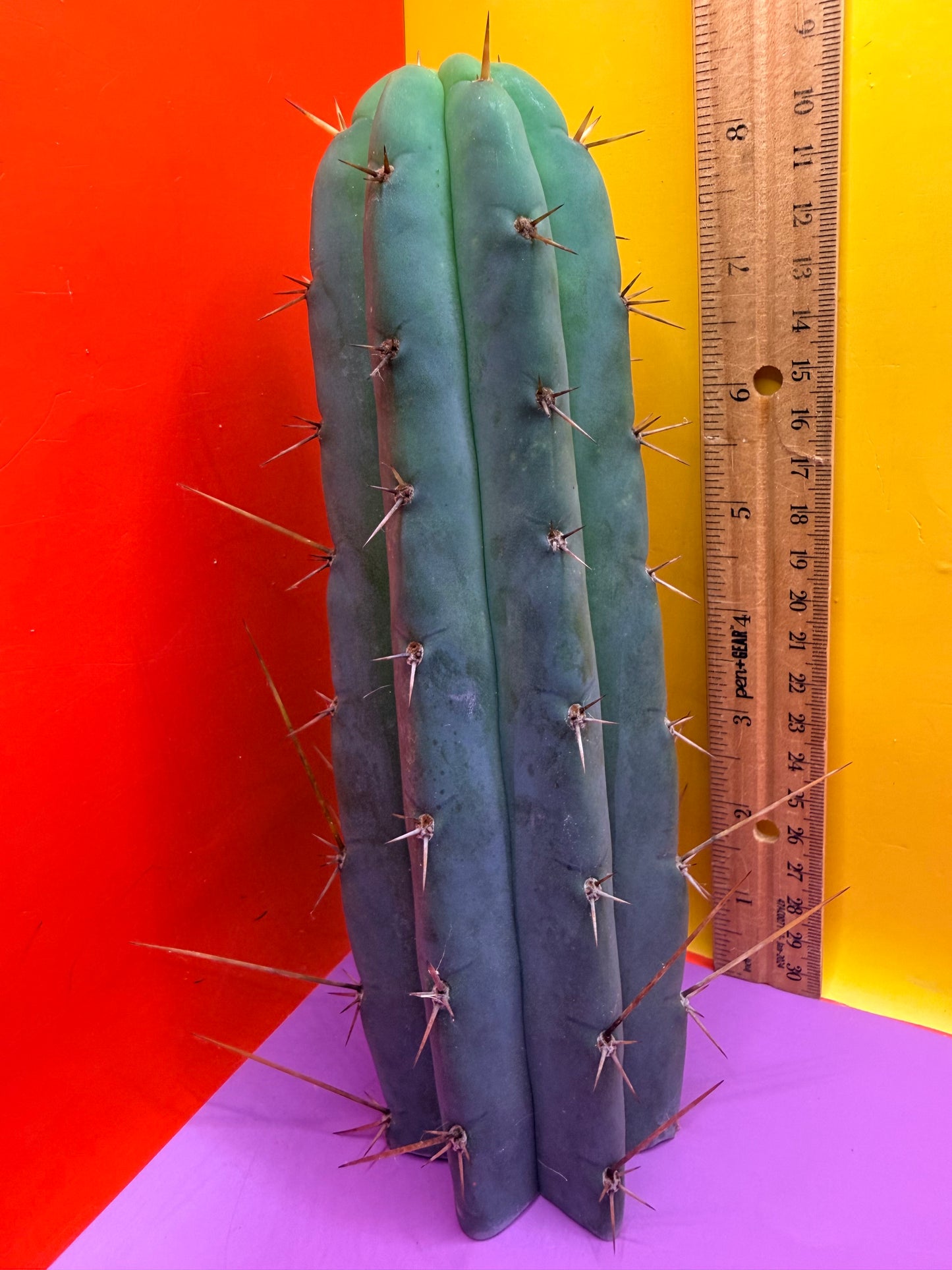 PALA  ! This exact cactus cutting of trichocereus
