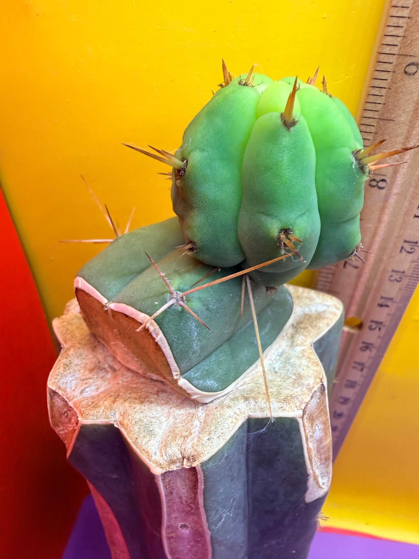 Cactus Kate Bridgesii