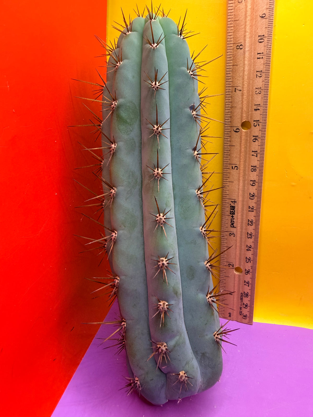 Serra blue