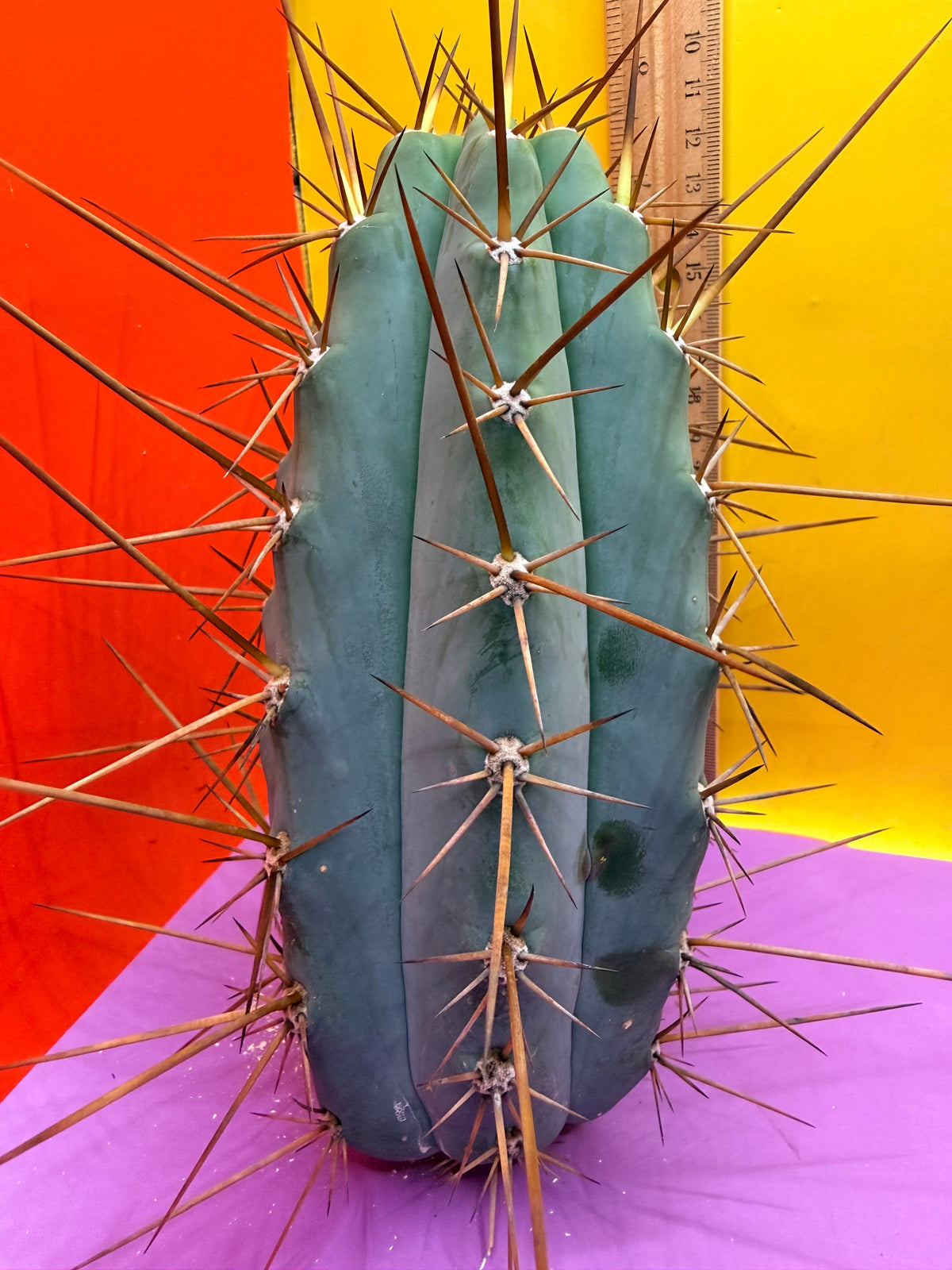 San Pedro Cactus  NOID