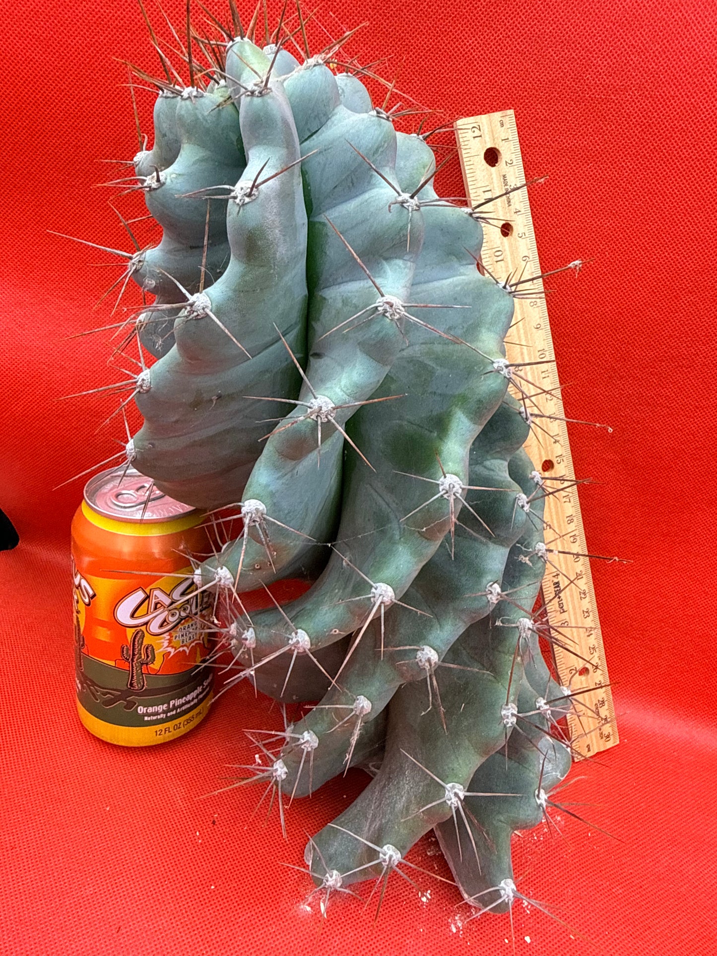 HUGE Spiral cactus