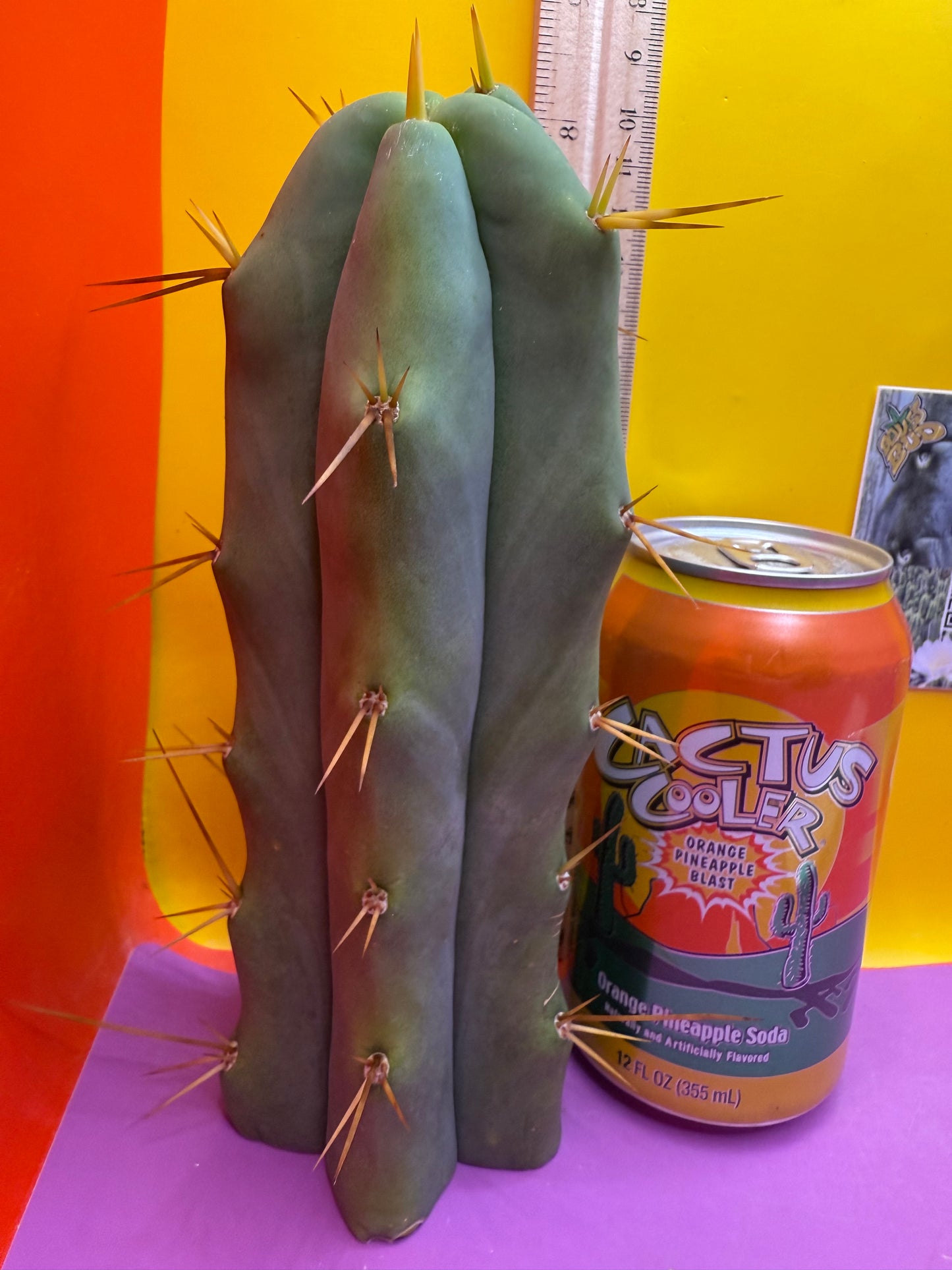 ESSENDON X SINA 🌶️🌶️
