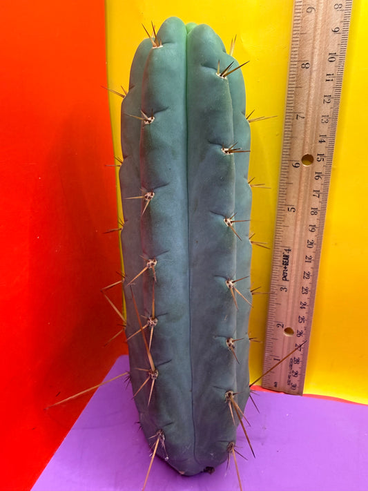 Yowie x Wowie cactus cutting