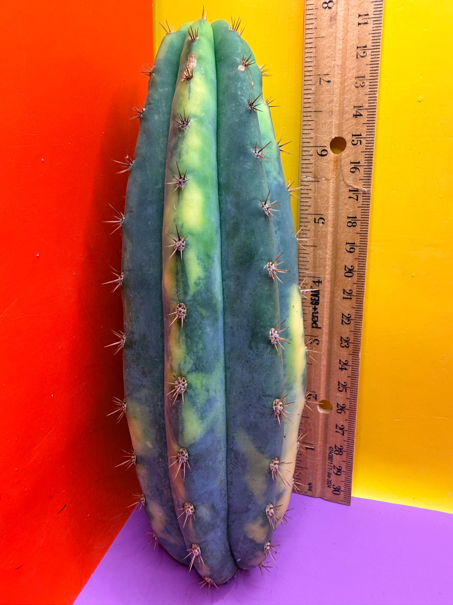Varigated San Pedro !