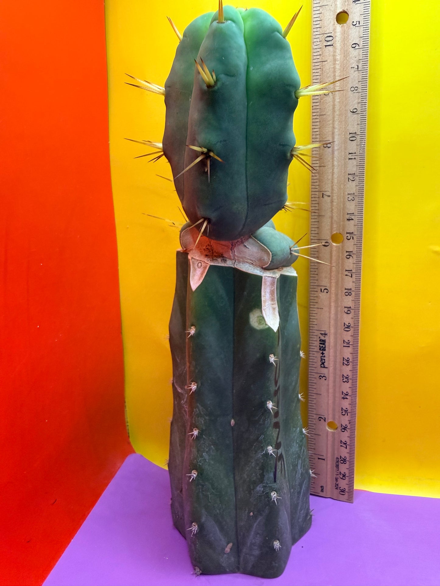 “Jimzz twin spines” 4 winds grafted cactus