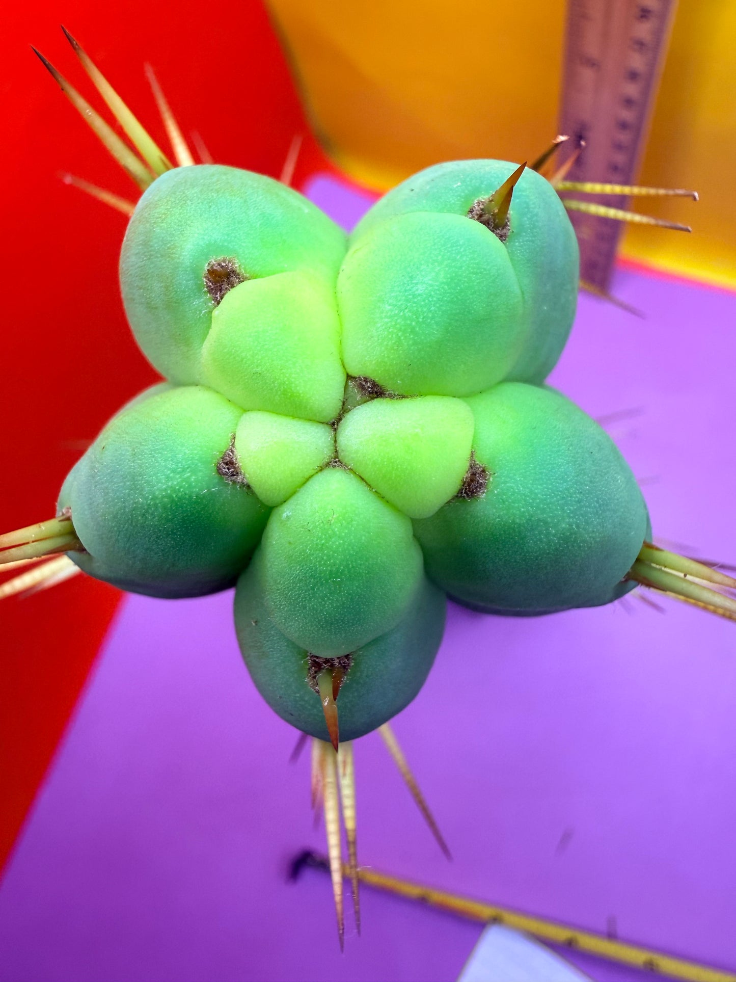 “Jimzz twin spines” grafted cactus