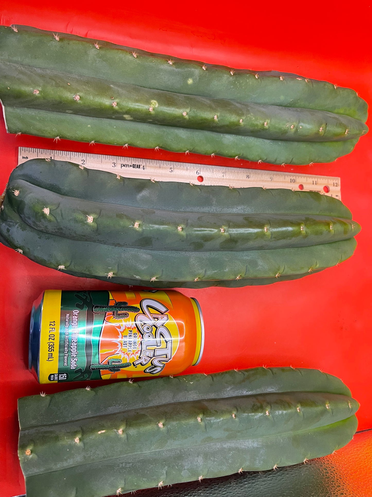 Large 11”-14” San Pedro cactus ! Fresh cut on may 21