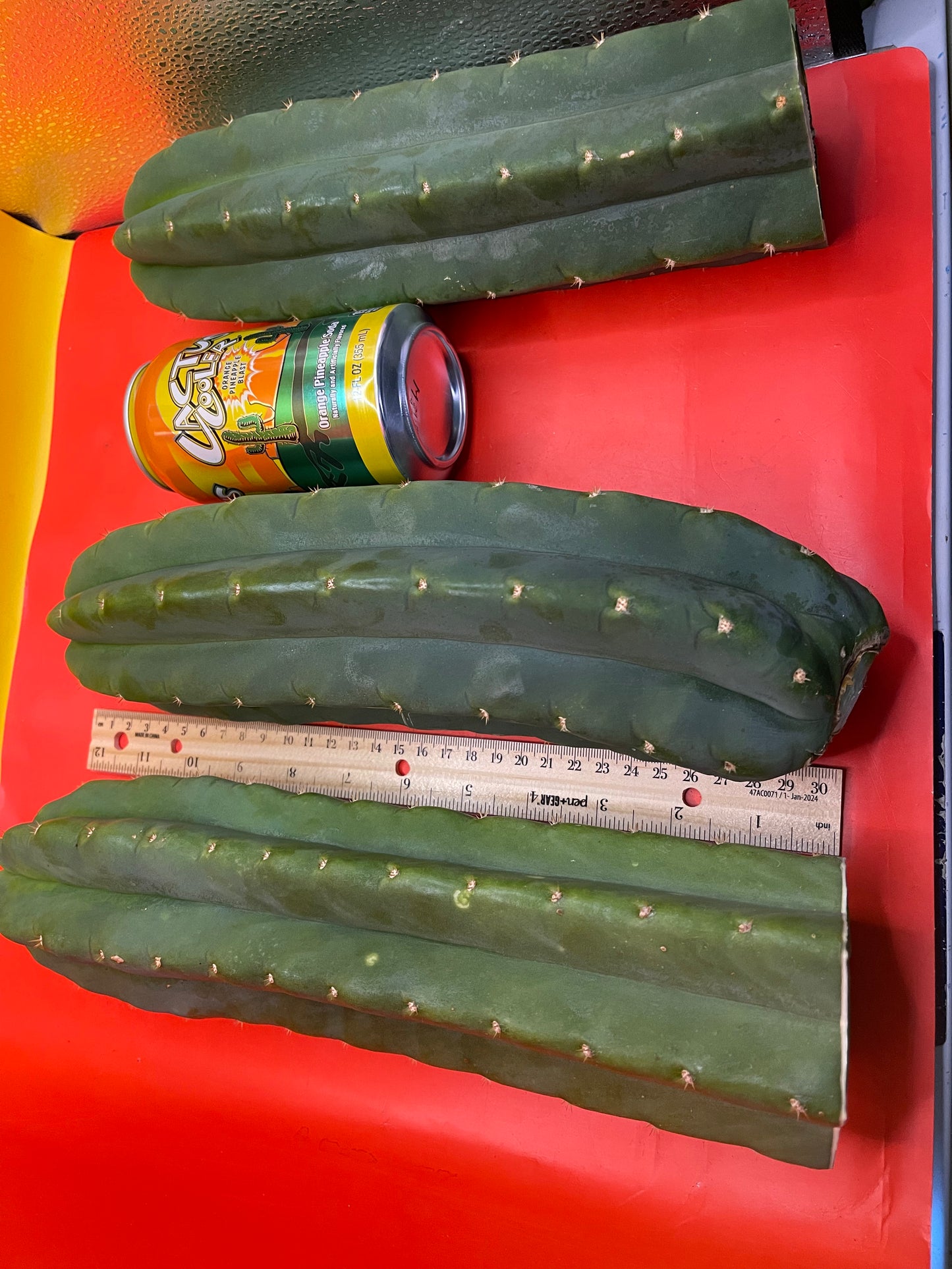 Large 11”-14” San Pedro cactus ! Fresh cut on may 21