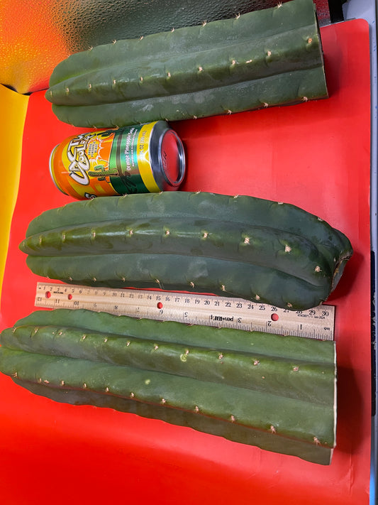 Large 11”-14” San Pedro cactus ! Fresh cut on April 6