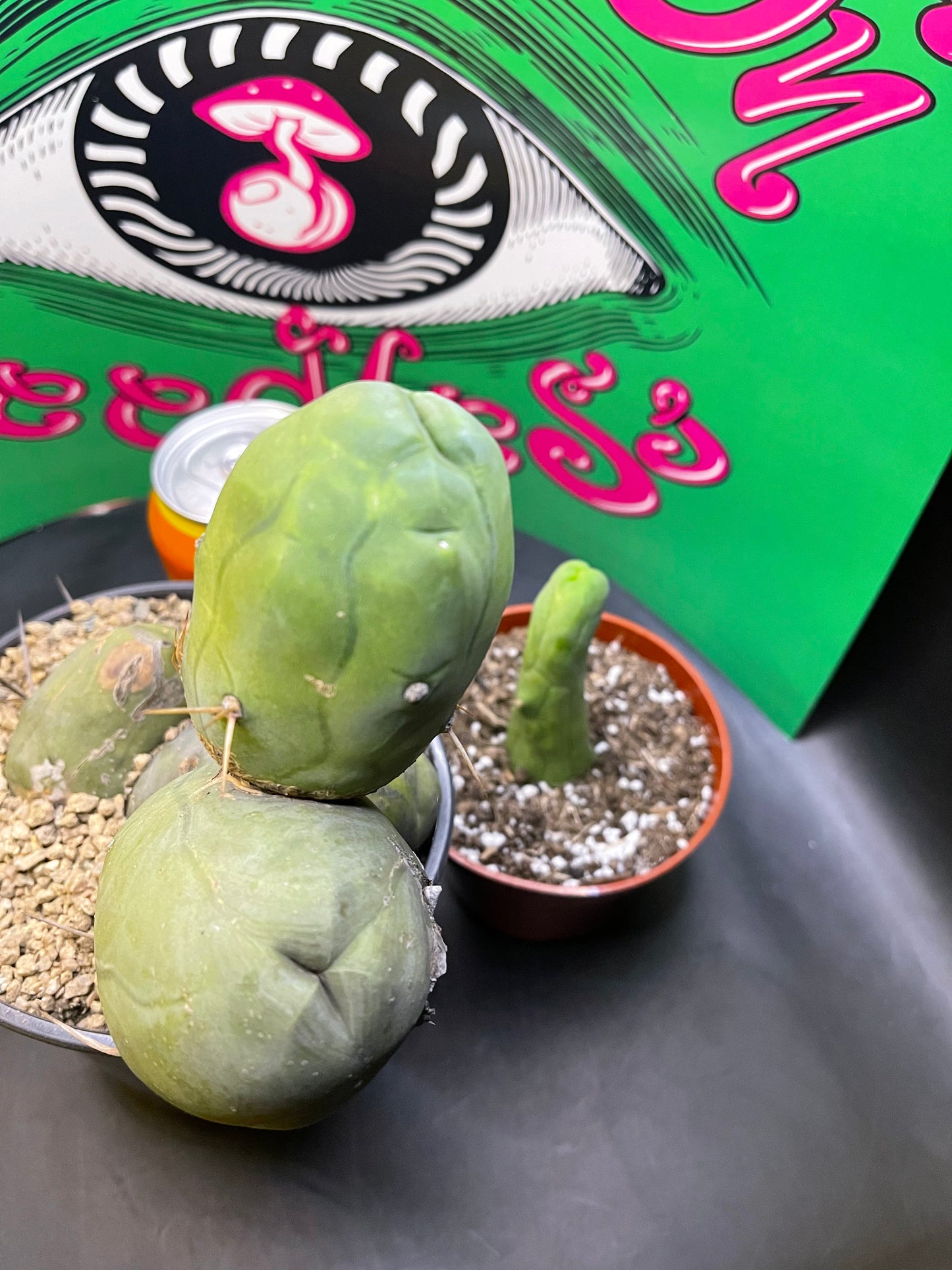 TBM - CACTUS 🌵