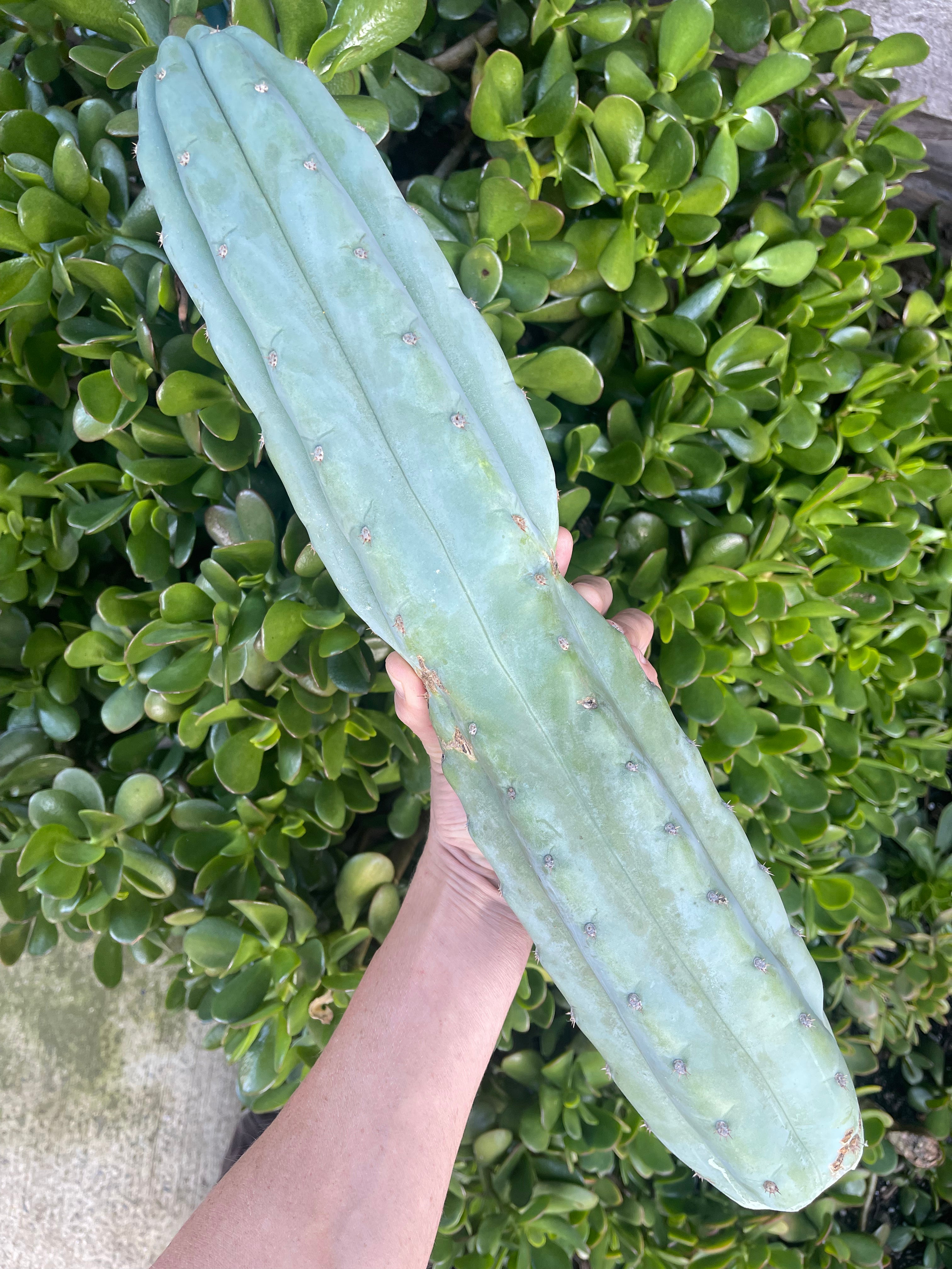 Blue Juuls Giant – IMDAVESBUD!!!